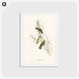 アートポストカード-Spotted Sericornis
 - ジョン グールド Postcard.