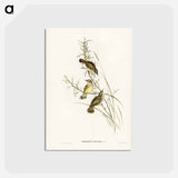 アートポストカード-Spotted Sericornis
 - ジョン グールド Postcard.