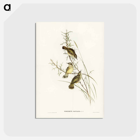 アートポストカード-Spotted Sericornis
 - ジョン グールド Postcard.