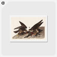 アートポストカード-Great Footed Hawk
 - ジョン ジェームス オーデュボン Postcard.