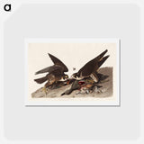 アートポストカード-Great Footed Hawk
 - ジョン ジェームス オーデュボン Postcard.