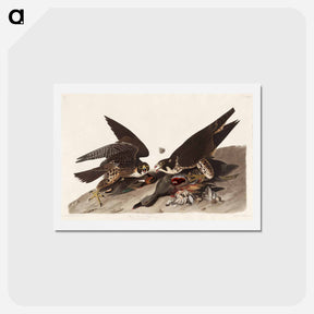 アートポストカード-Great Footed Hawk
 - ジョン ジェームス オーデュボン Postcard.