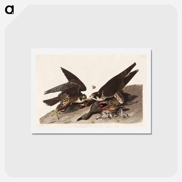アートポストカード-Great Footed Hawk
 - ジョン ジェームス オーデュボン Postcard.