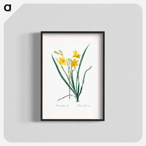 アートポスター-Day lily illustration - ピエール ジョゼフ ルドゥーテ Poster.