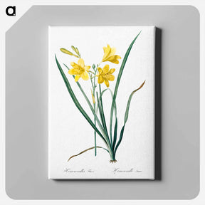 アートパネル-Day lily illustration - ピエール ジョゼフ ルドゥーテ Canvas.