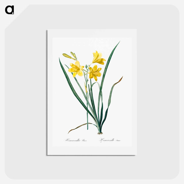 アートポストカード-Day lily illustration - ピエール ジョゼフ ルドゥーテ Postcard.