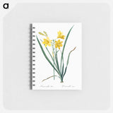 Day lily illustration - ピエール ジョゼフ ルドゥーテ Memo.