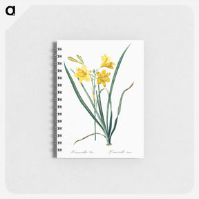 アートメモ帳-Day lily illustration - ピエール ジョゼフ ルドゥーテ Memo.