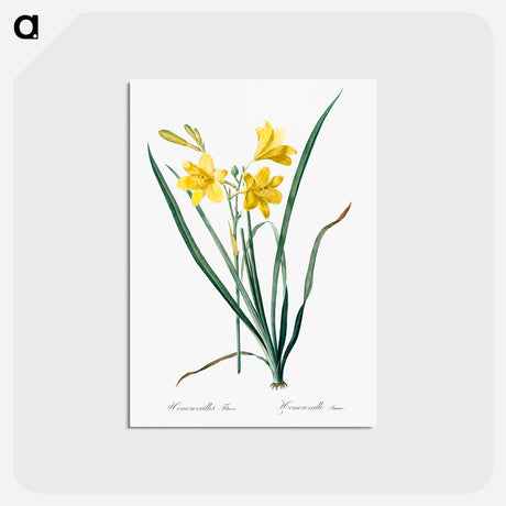 アートポストカード-Day lily illustration - ピエール ジョゼフ ルドゥーテ Postcard.
