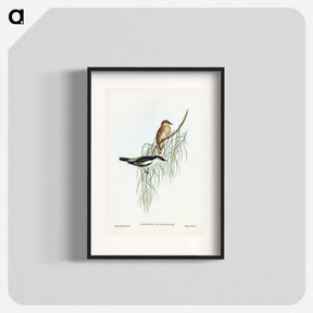 アートポスター-White-shouldered Cuckooshrike
 - オーストラリアの鳥 Poster.