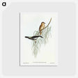 アートポストカード-White-shouldered Cuckooshrike
 - オーストラリアの鳥 Postcard.