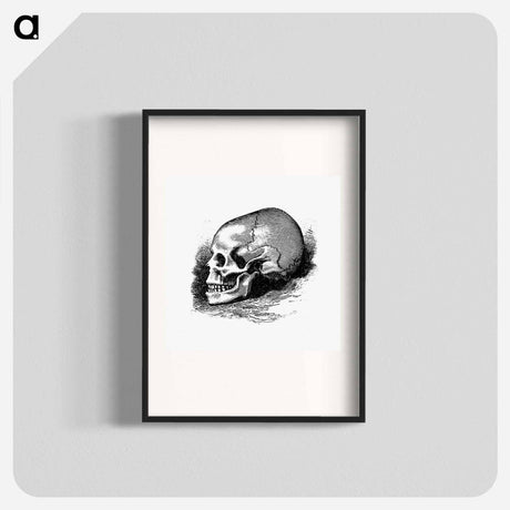 アートポスター-Victorian Skull Engraving
 - 大英図書館 Poster.
