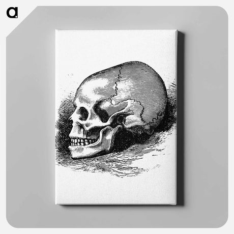アートパネル-Victorian Skull Engraving
 - 大英図書館 Canvas.