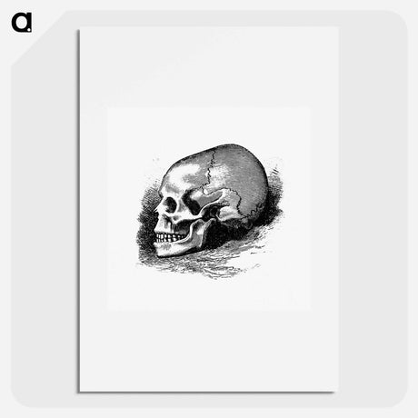 アートポスター-Victorian Skull Engraving
 - 大英図書館 Poster.
