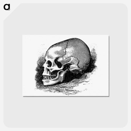 アートポストカード-Victorian Skull Engraving
 - 大英図書館 Postcard.