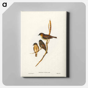 アートパネル-Dusky Robin
 - ジョン グールド Canvas.