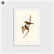 アートポストカード-Dusky Robin
 - ジョン グールド Postcard.