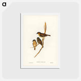 アートポストカード-Dusky Robin
 - ジョン グールド Postcard.