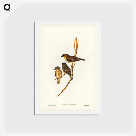 アートポストカード-Dusky Robin
 - ジョン グールド Postcard.
