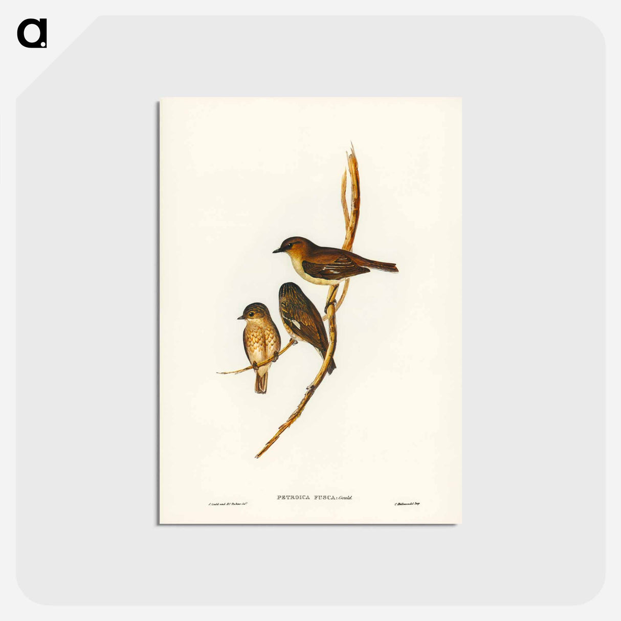 アートポストカード-Dusky Robin
 - ジョン グールド Postcard.