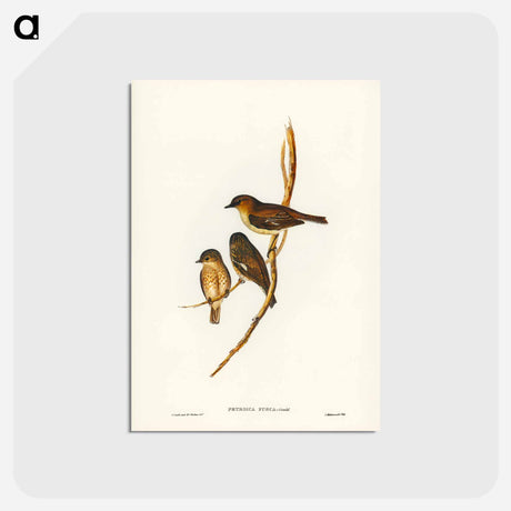 アートポストカード-Dusky Robin
 - ジョン グールド Postcard.