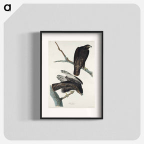 アートポスター-Black Warrior from Birds of America
 - ジョン ジェームス オーデュボン Poster.