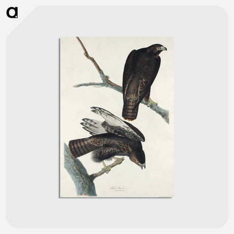 アートポストカード-Black Warrior from Birds of America
 - ジョン ジェームス オーデュボン Postcard.