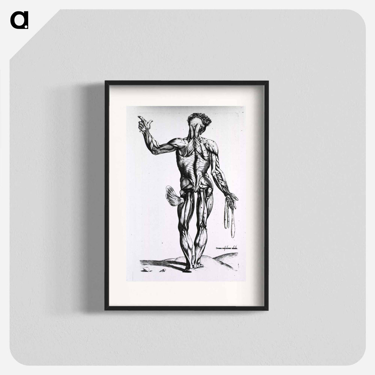 アートポスター-Musculature of the Human Body
 - 国立医学図書館 Poster.