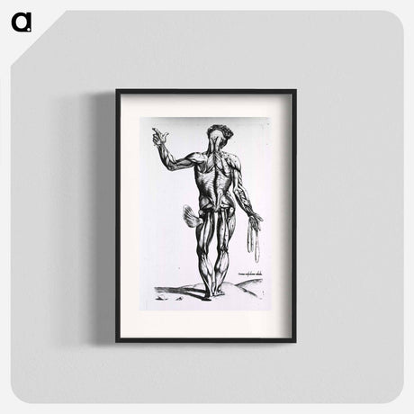 アートポスター-Musculature of the Human Body
 - 国立医学図書館 Poster.