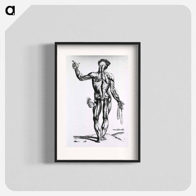 アートポスター-Musculature of the Human Body
 - 国立医学図書館 Poster.