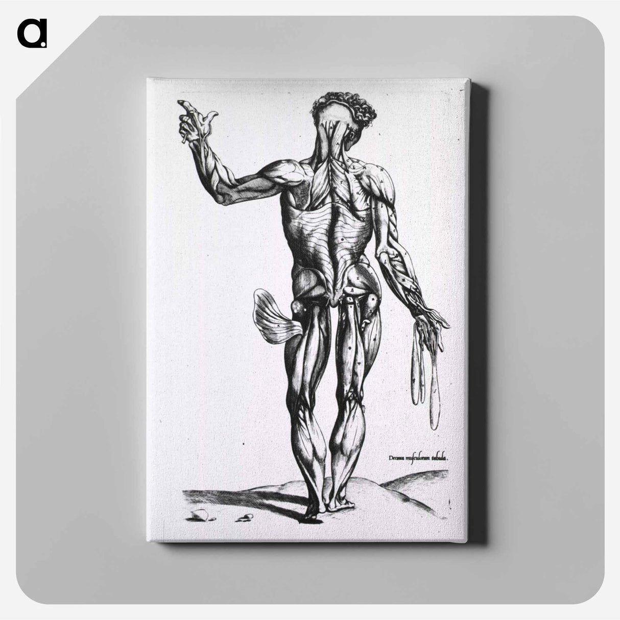アートパネル-Musculature of the Human Body
 - 国立医学図書館 Canvas.
