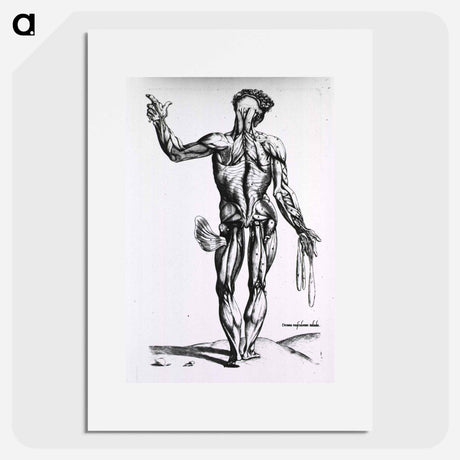 アートポスター-Musculature of the Human Body
 - 国立医学図書館 Poster.