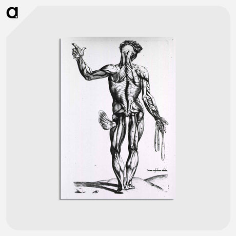 アートポストカード-Musculature of the Human Body
 - 国立医学図書館 Postcard.