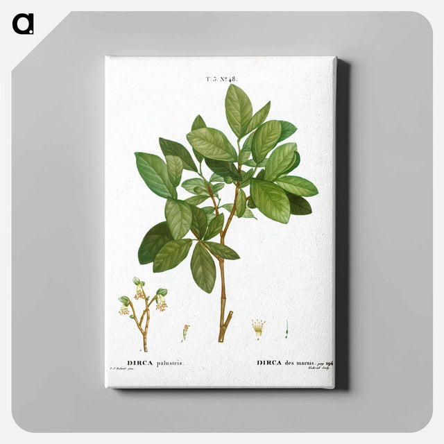 アートパネル-Eastern leatherwood - ピエール ジョゼフ ルドゥーテ Canvas.