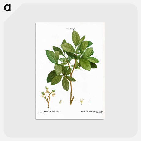 アートポストカード-Eastern leatherwood - ピエール ジョゼフ ルドゥーテ Postcard.