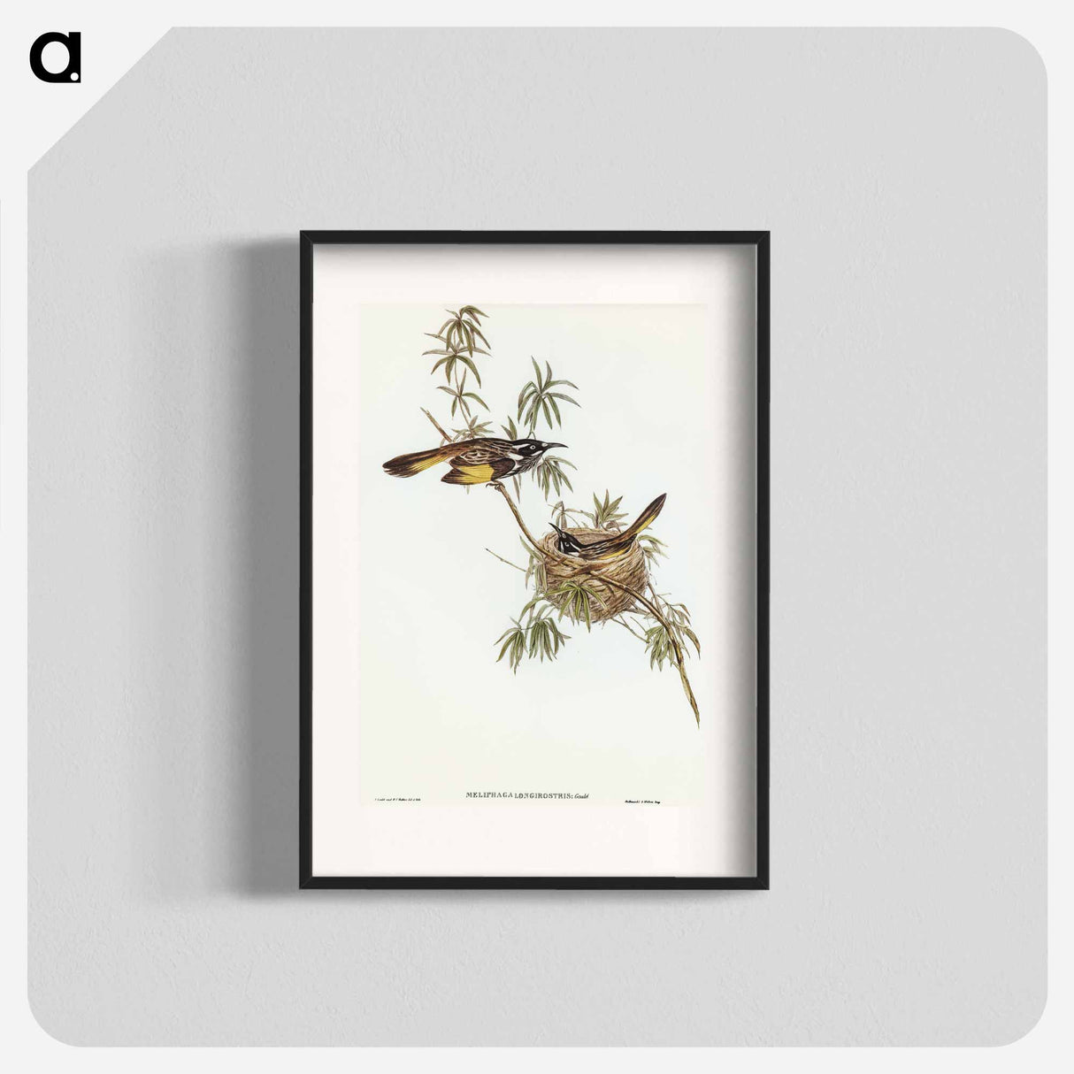 アートポスター-Long-billed Honey-eater
 - オーストラリアの鳥 Poster.