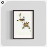 アートポスター-Long-billed Honey-eater
 - オーストラリアの鳥 Poster.