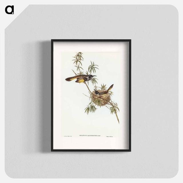 アートポスター-Long-billed Honey-eater
 - オーストラリアの鳥 Poster.