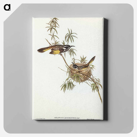 アートパネル-Long-billed Honey-eater
 - オーストラリアの鳥 Canvas.