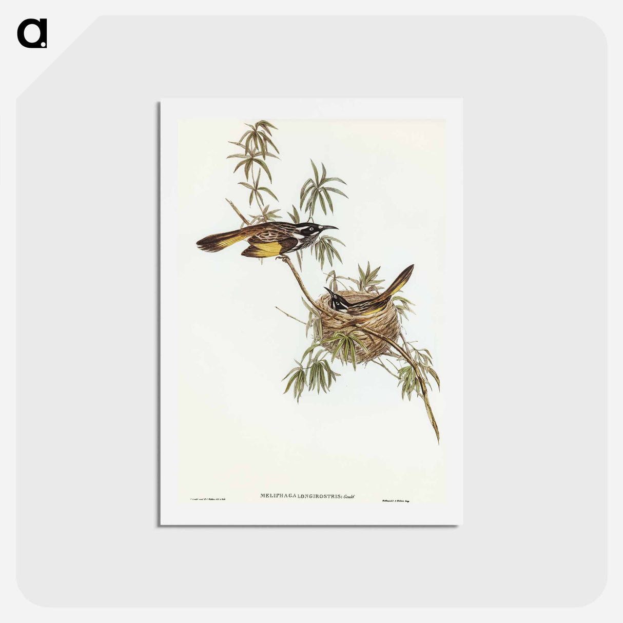 アートポストカード-Long-billed Honey-eater
 - オーストラリアの鳥 Postcard.