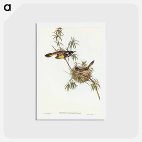 アートポストカード-Long-billed Honey-eater
 - オーストラリアの鳥 Postcard.