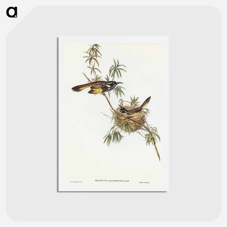 アートポストカード-Long-billed Honey-eater
 - オーストラリアの鳥 Postcard.