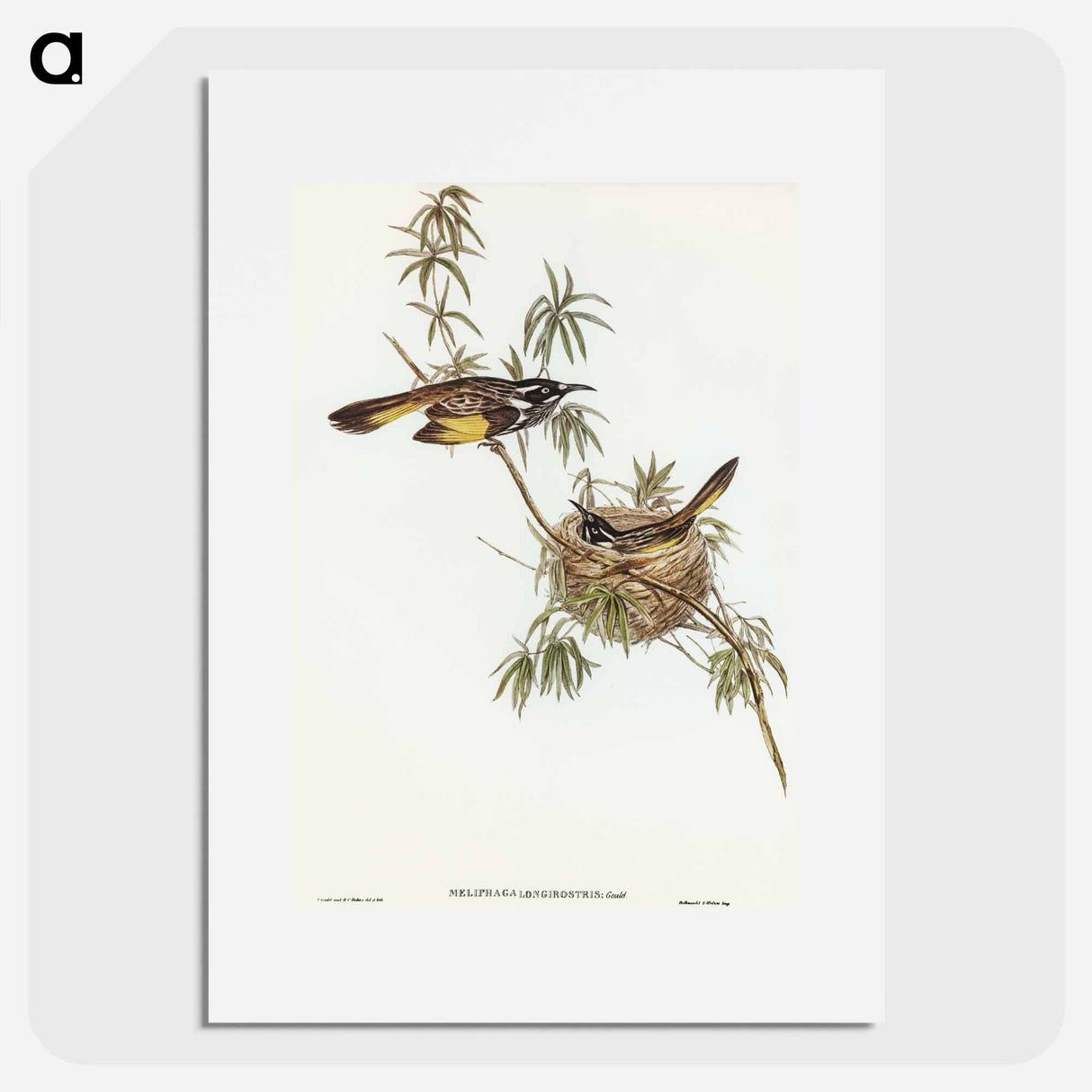 アートポスター-Long-billed Honey-eater
 - オーストラリアの鳥 Poster.