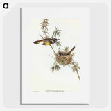 アートポスター-Long-billed Honey-eater
 - オーストラリアの鳥 Poster.
