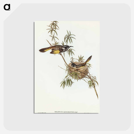 アートポストカード-Long-billed Honey-eater
 - オーストラリアの鳥 Postcard.