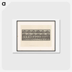 アートポストカード-Running Deer
 - エドワード マイブリッジ Postcard.