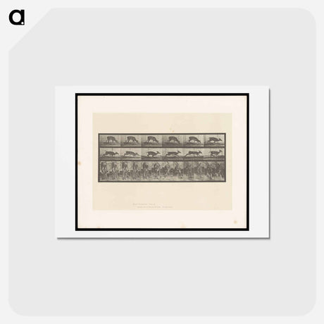 アートポストカード-Running Deer
 - エドワード マイブリッジ Postcard.