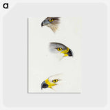 アートポストカード-Australian and Grey Goshawks
 - ジョン グールド Postcard.