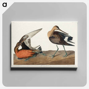 アートパネル-Hudsonian Godwit
 - ジョン ジェームス オーデュボン Canvas.