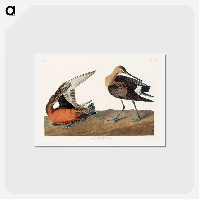 アートポストカード-Hudsonian Godwit
 - ジョン ジェームス オーデュボン Postcard.
